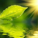 single-leaf-water-sunshine-content