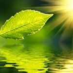 contenido de sol de agua de una sola hoja
