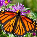 Help Burlington be more Butterfly Friendly