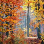 autumn_forest_content
